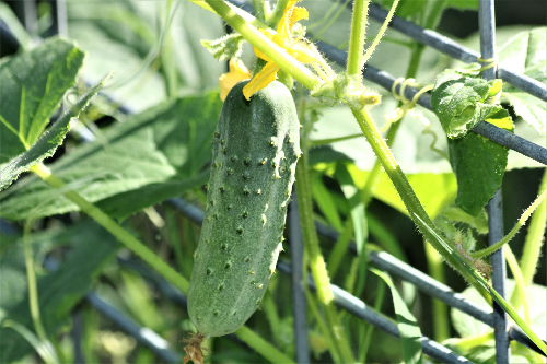 A Cucumber on the vine with flowers