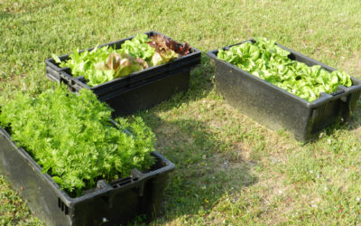 Getting Started in Container Gardening