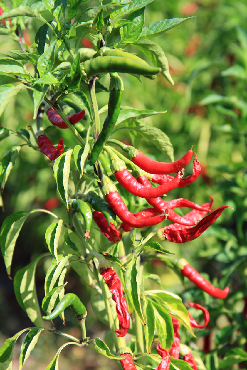 Red Cayenne Peppers growing on the plant