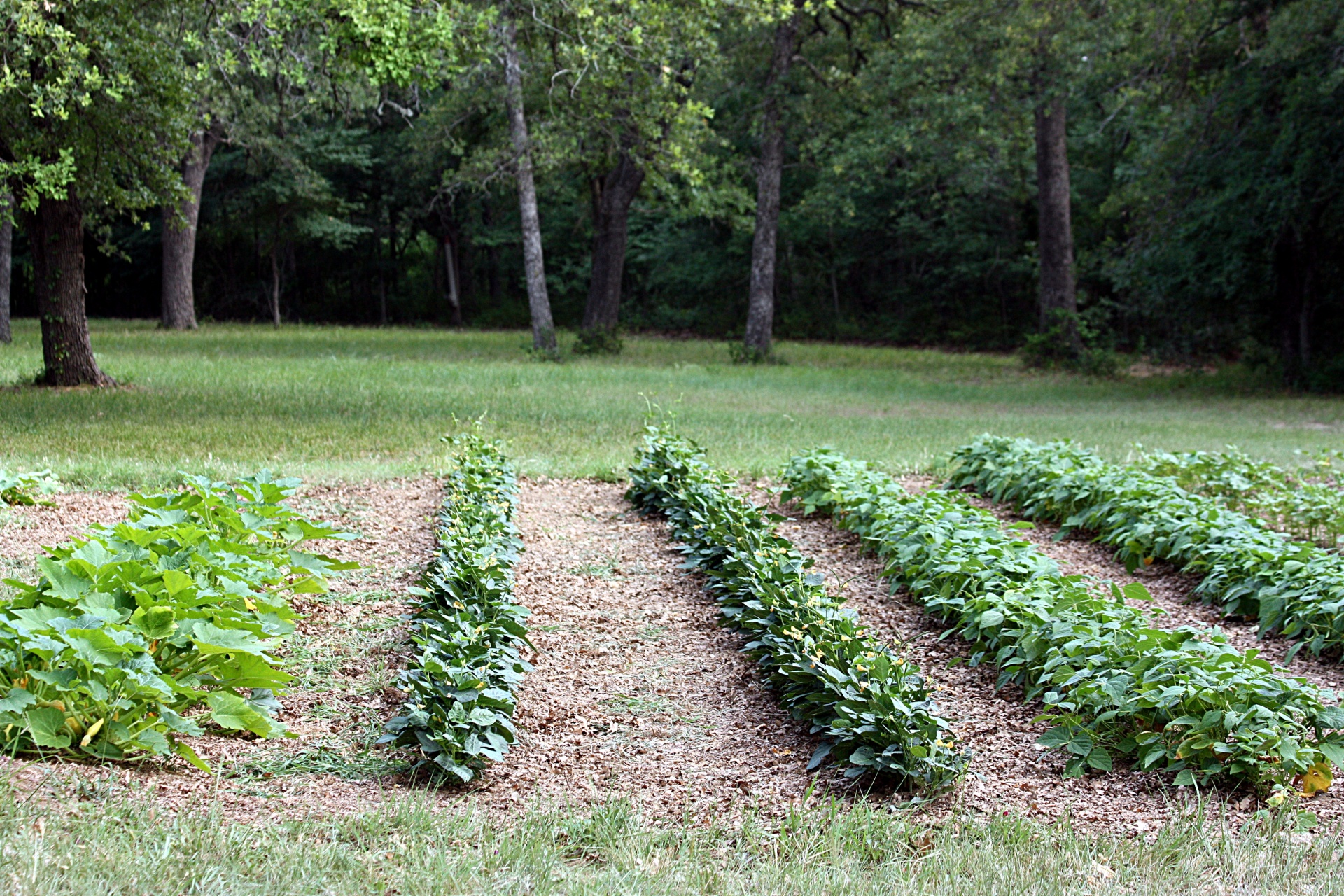 Vegetable garden with rows of green plants growing in wide rows